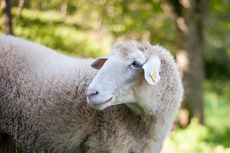 Farm Stay Kramer Bistrica ob Sotli Eksteriør bilde
